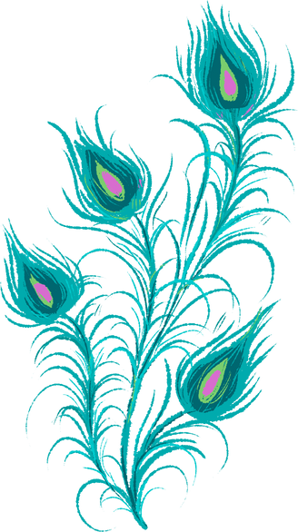Detailed Storybook Indian Festival Peacock Feather Grouped